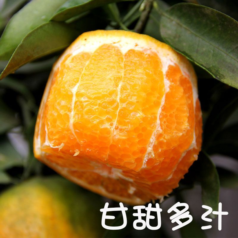 【推荐】四川椪柑（芦柑）量大从优保质保量现摘现发对接全国