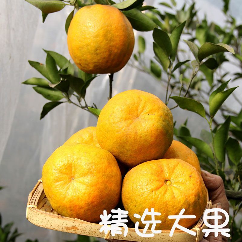 【推荐】四川椪柑（芦柑）量大从优保质保量现摘现发对接全国