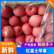 红富士苹果75mm以上纸袋供货稳定可视频看货