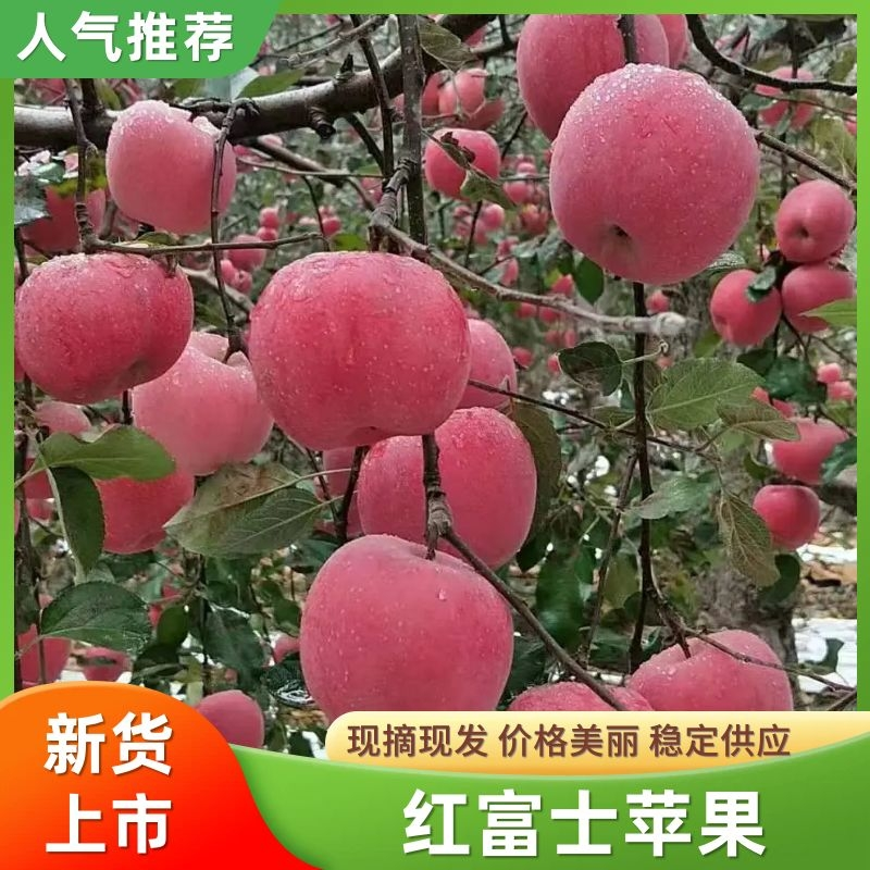 红富士苹果80mm以上纸袋，包装规格齐全价格优惠