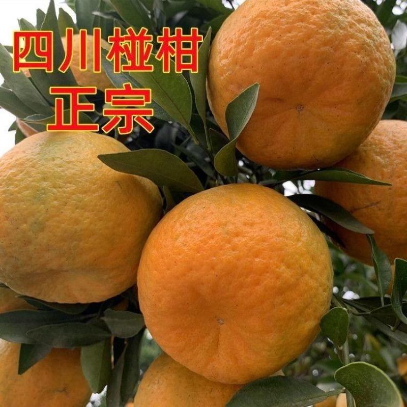 【推荐】四川椪柑（芦柑）量大从优保质保量现摘现发对接全国