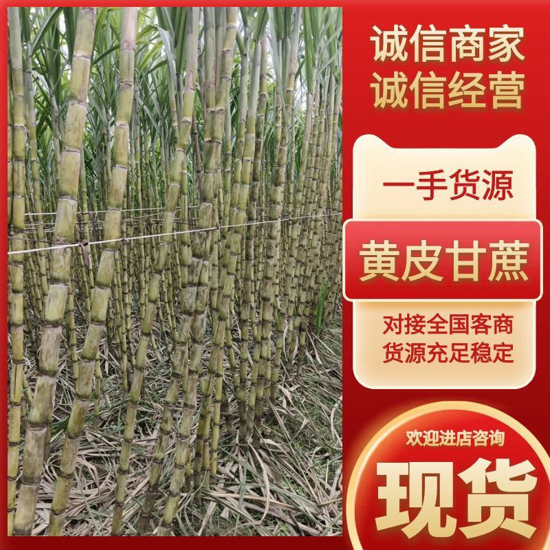 浙江省温岭市青皮甘蔗直供全国品质保障致电有优惠