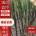 浙江省温岭市青皮甘蔗直供全国品质保障致电有优惠