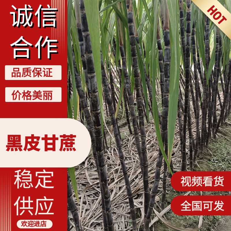 浙江省温岭市青皮甘蔗直供全国品质保障致电有优惠