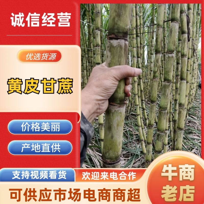 浙江省温岭市青皮甘蔗直供全国品质保障致电有优惠