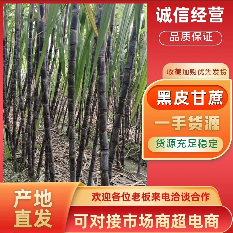 浙江省温岭市青皮甘蔗直供全国品质保障致电有优惠