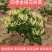 金银花树苗，四季金银花树苗，品种保证，假一赔十，基地直发