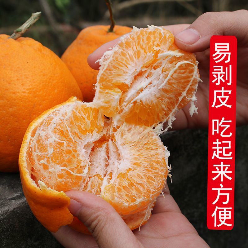 四川耙耙柑（春见）基地直发保质保量现摘现发对接全国