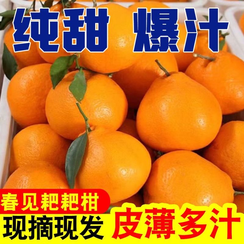 四川耙耙柑（春见）基地直发保质保量现摘现发对接全国
