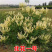 金银花树苗，四季金银花树苗，品种保证，假一赔十，基地直发