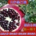 无籽黑石榴树苗，石榴树苗，假一赔十，基地直发，保证品种，