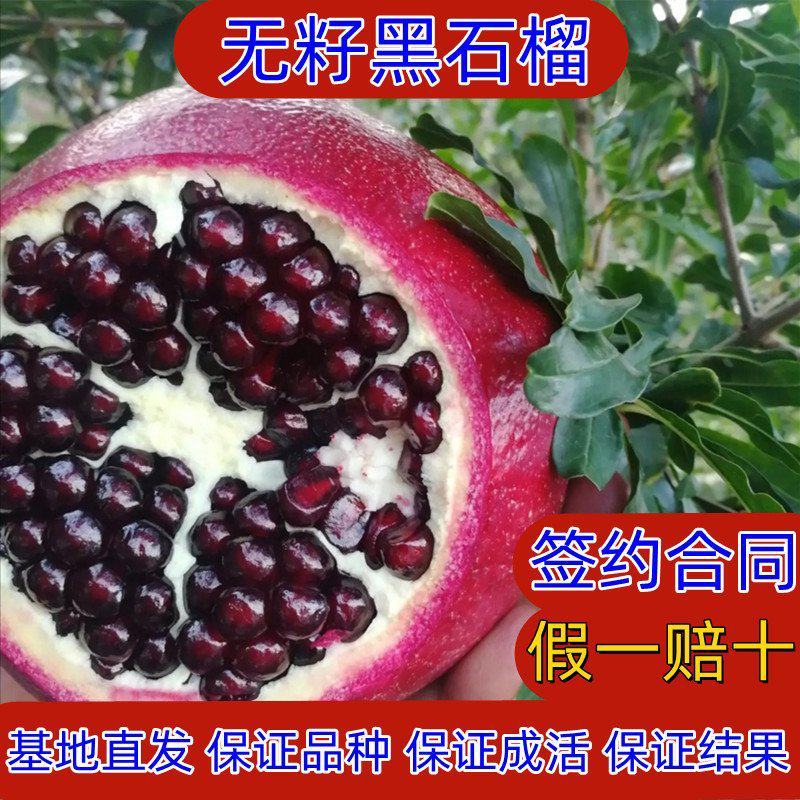 无籽黑石榴树苗，石榴树苗，假一赔十，基地直发，保证品种，