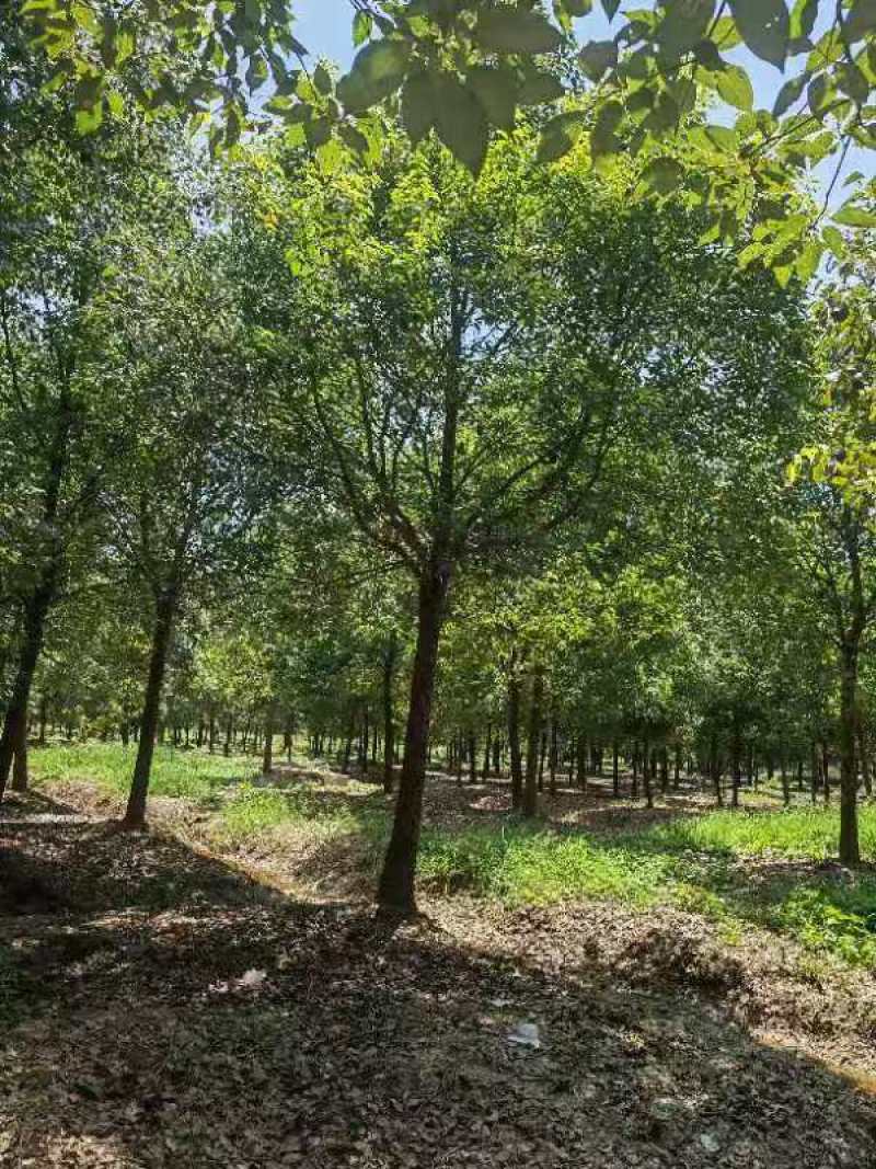 当阳，荆州两个基地处理12～25香樟树选，欢迎选购