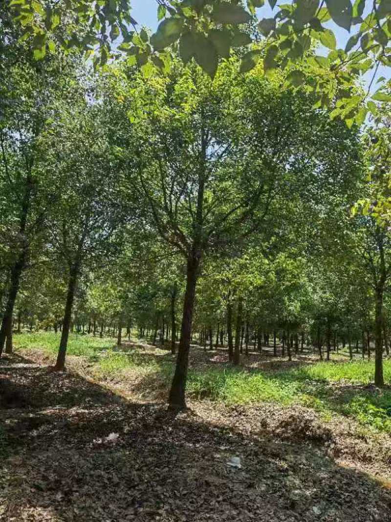 当阳，荆州两个基地处理12～25香樟树选，欢迎选购