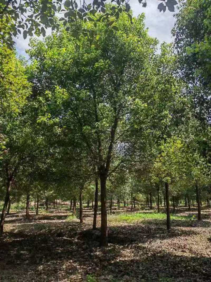 当阳，荆州两个基地处理12～25香樟树选，欢迎选购