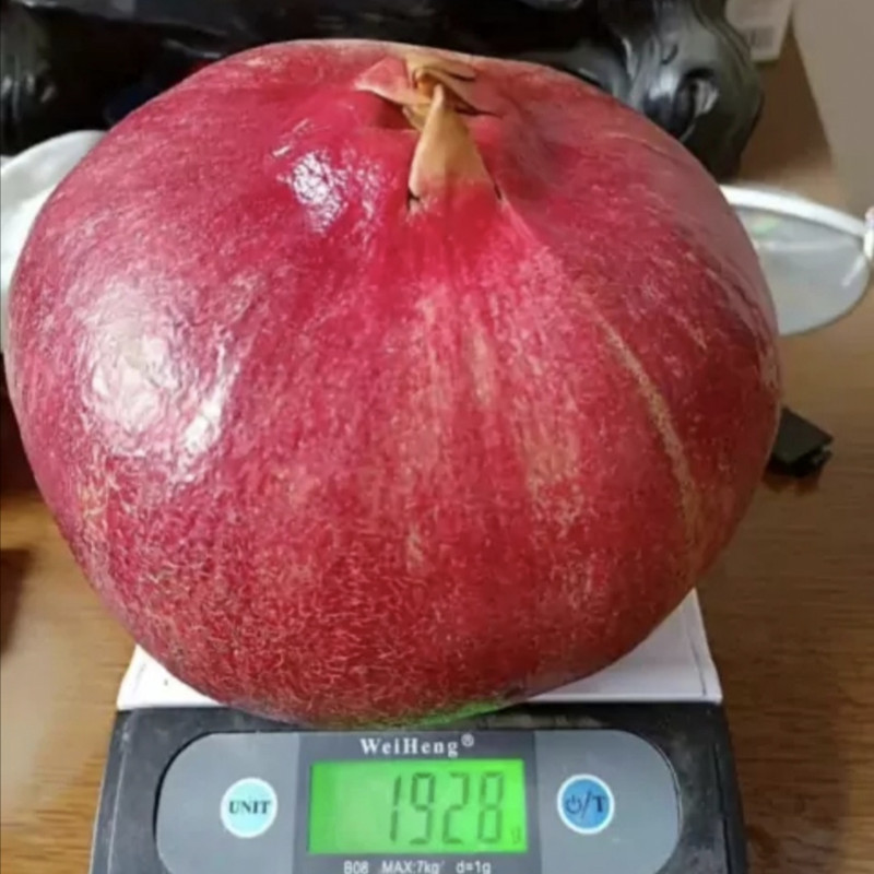 无籽黑石榴树苗，石榴树苗，假一赔十，基地直发，保证品种，