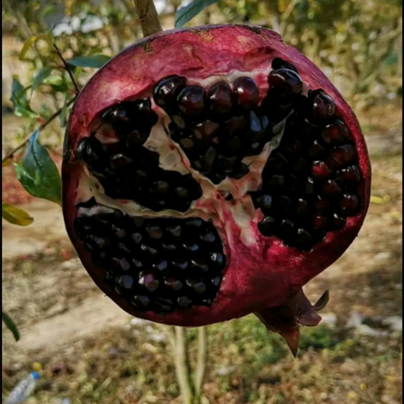无籽黑石榴树苗，石榴树苗，假一赔十，基地直发，保证品种，