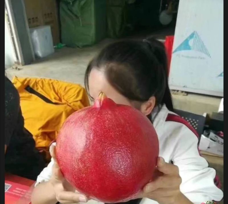 无籽黑石榴树苗，石榴树苗，假一赔十，基地直发，保证品种，