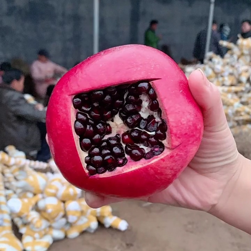 无籽黑石榴树苗，石榴树苗，假一赔十，基地直发，保证品种，