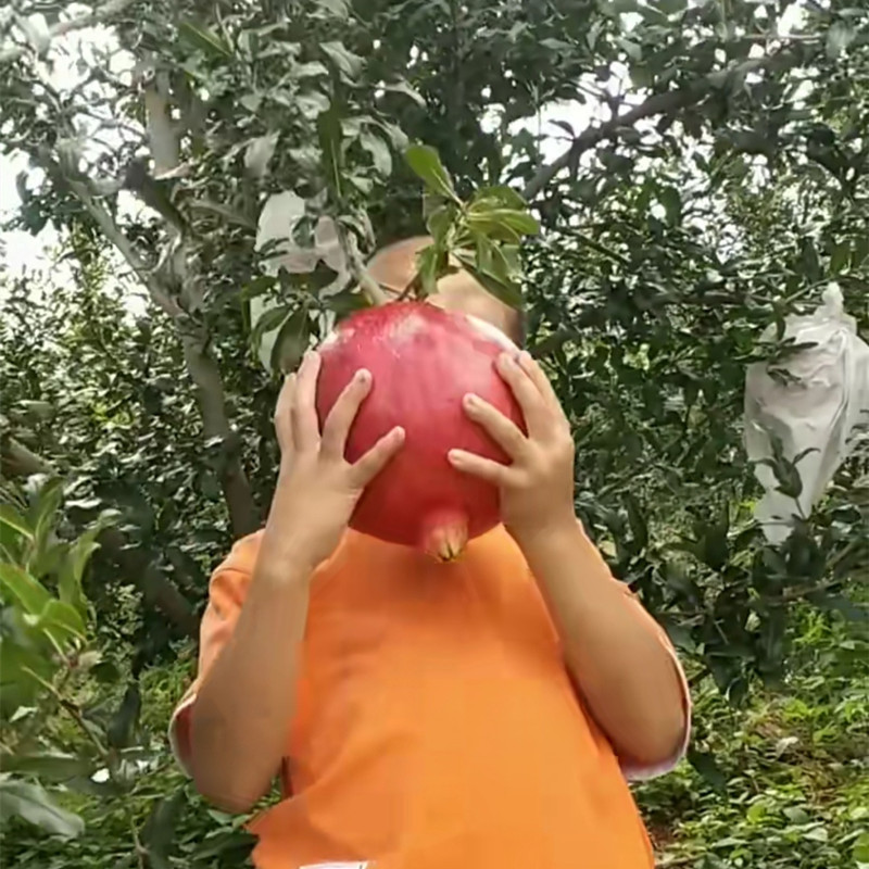 无籽黑石榴树苗，石榴树苗，假一赔十，基地直发，保证品种，