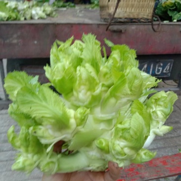 正宗高山儿菜