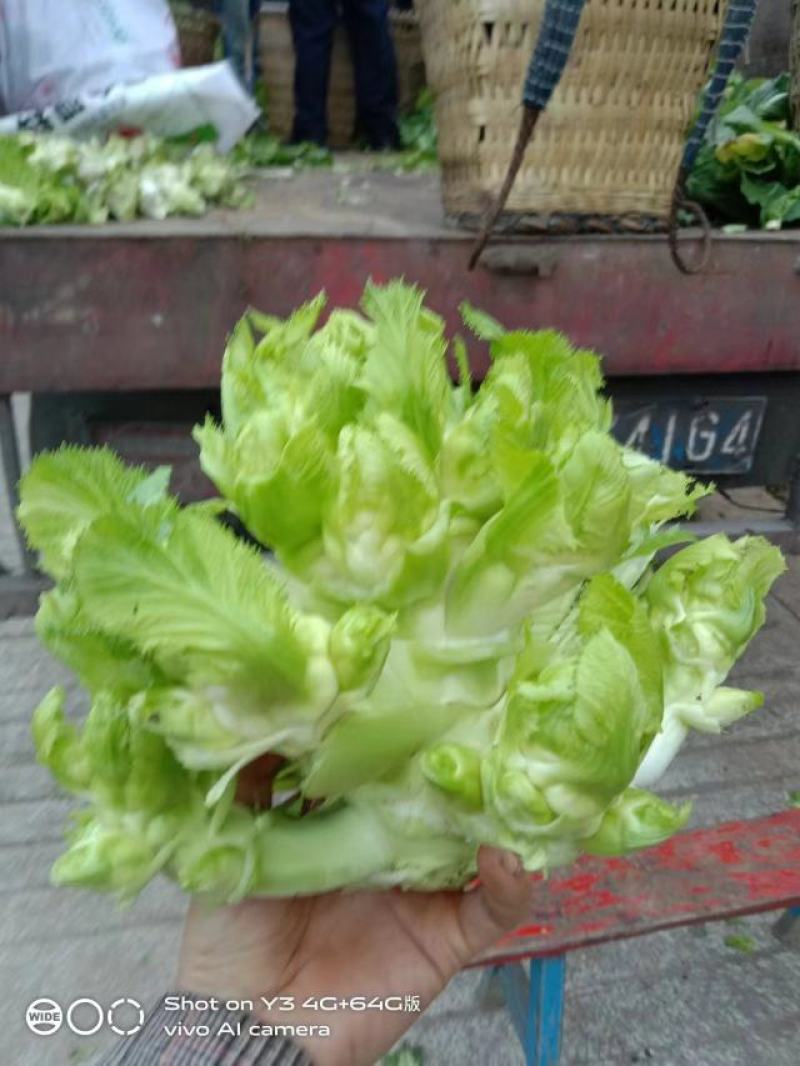 正宗高山儿菜