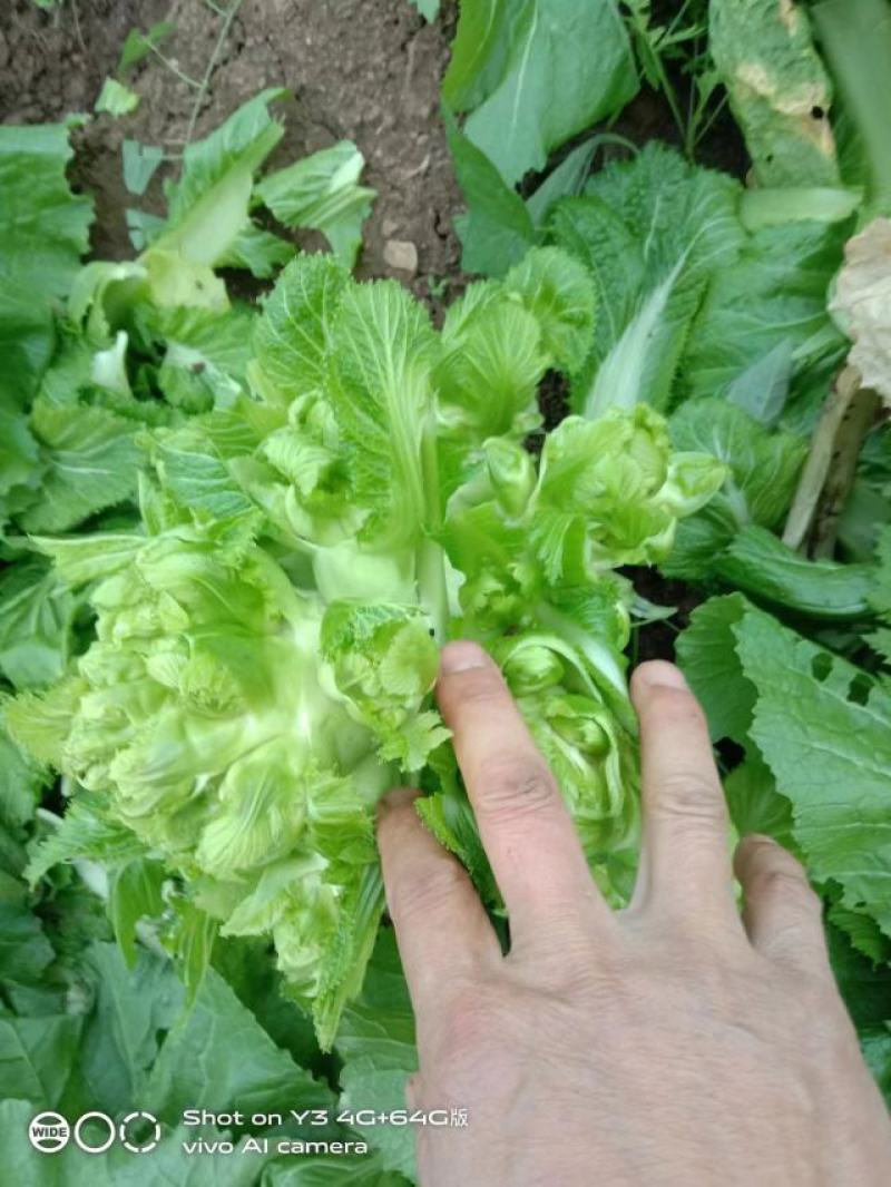 正宗高山儿菜