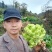 正宗高山儿菜