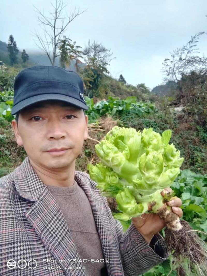 正宗高山儿菜