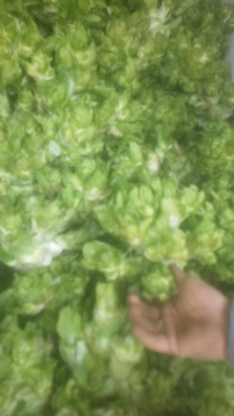 正宗高山儿菜