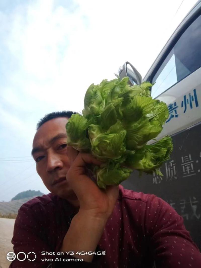 正宗高山儿菜