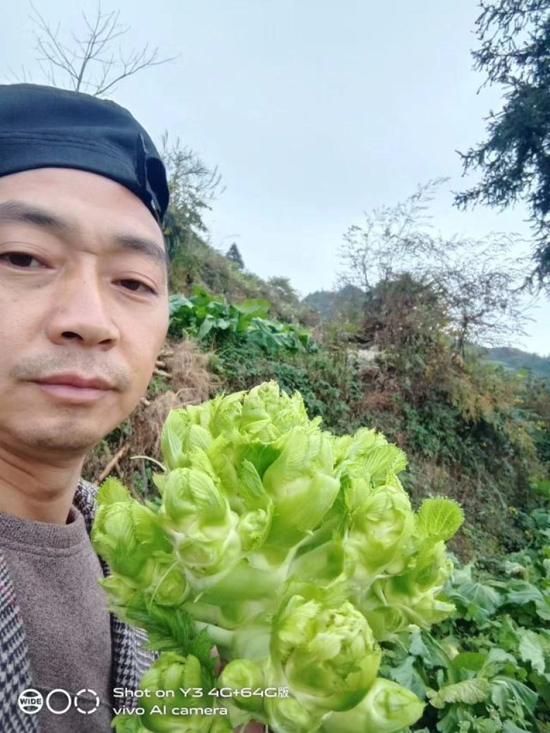 正宗高山儿菜