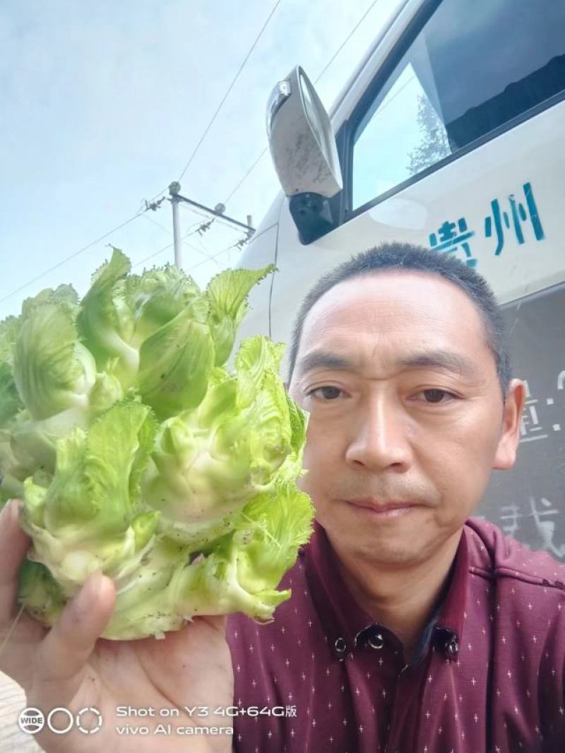 正宗高山儿菜