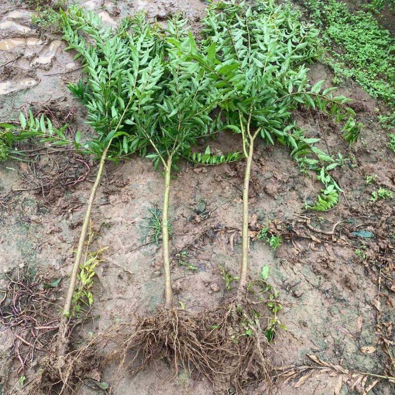 无籽黑石榴树苗，石榴树苗，假一赔十，基地直发，保证品种，
