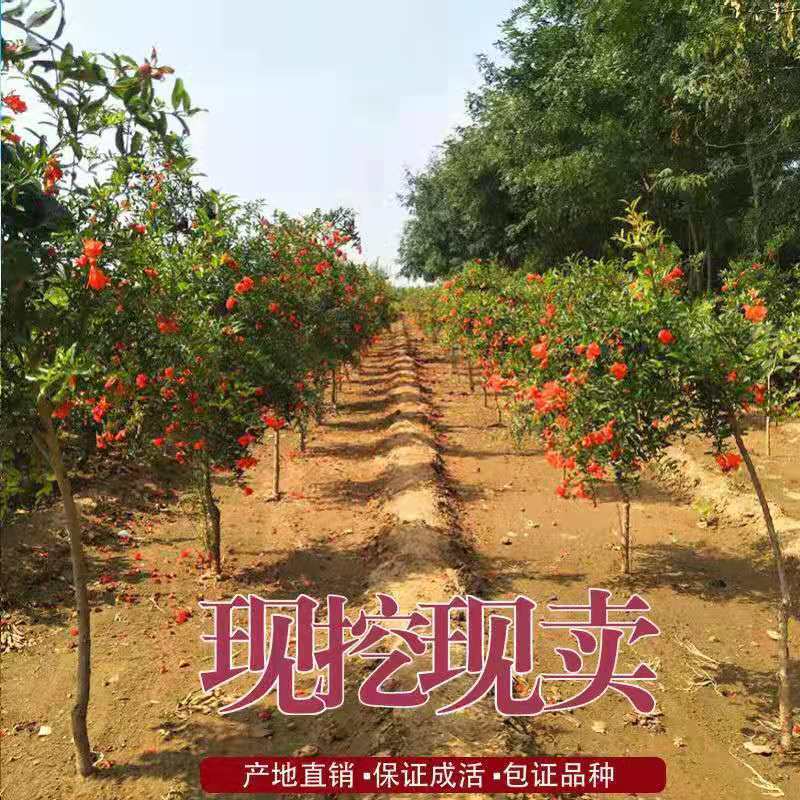 无籽黑石榴树苗，石榴树苗，假一赔十，基地直发，保证品种，
