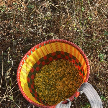 野菊花干货
