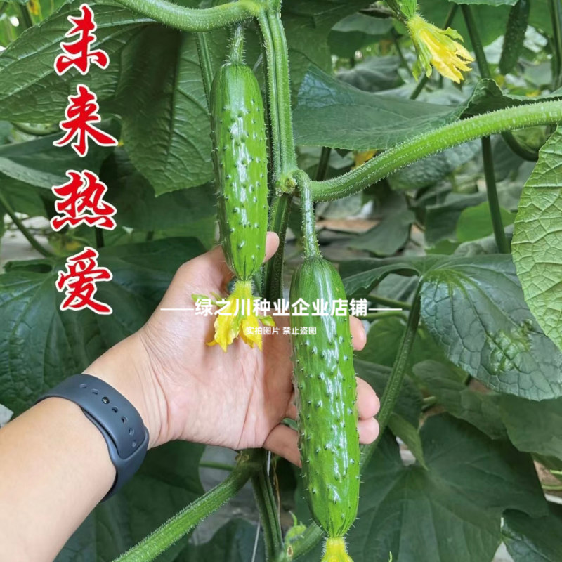 新干线未来热爱黄瓜种子脆甜强雌性水果黄瓜种籽甜脆油亮抗病