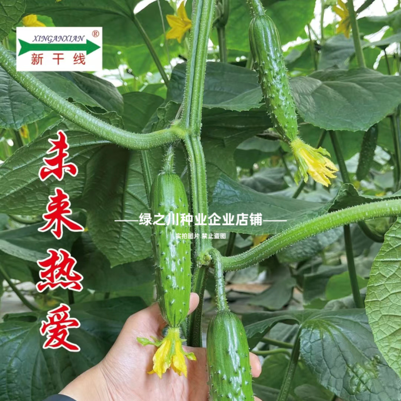 新干线未来热爱黄瓜种子脆甜强雌性水果黄瓜种籽甜脆油亮抗病