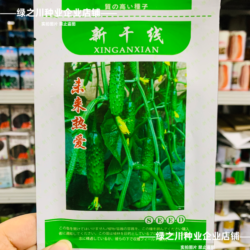 新干线未来热爱黄瓜种子脆甜强雌性水果黄瓜种籽甜脆油亮抗病