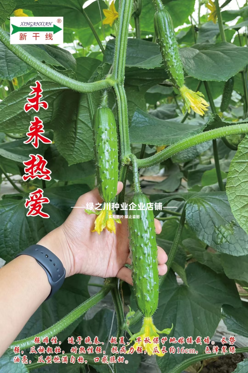 新干线未来热爱黄瓜种子脆甜强雌性水果黄瓜种籽甜脆油亮抗病
