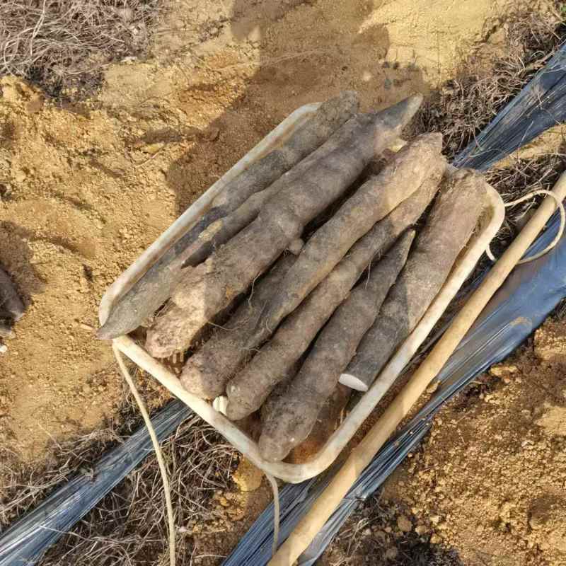 广西柳州黑鬼山药，种植了110亩，通货，精品货，产地看货