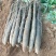 广西柳州黑鬼山药，种植了110亩，通货，精品货，产地看货