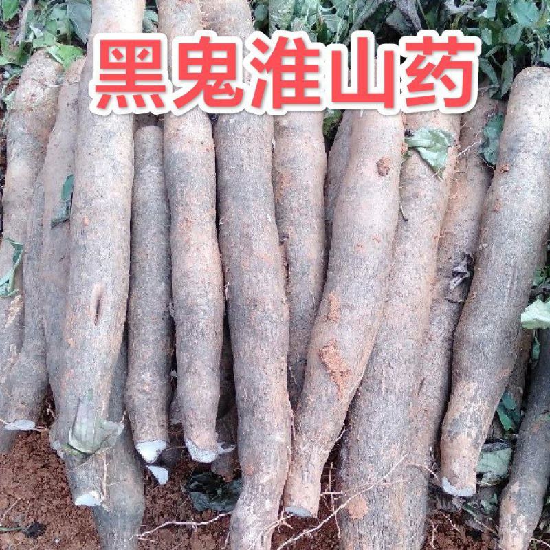 广西柳州黑鬼淮山药，种植110亩，产量60万斤，发全国！