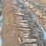 广西柳州黑鬼淮山药，种植110亩，产量60万斤，发全国！