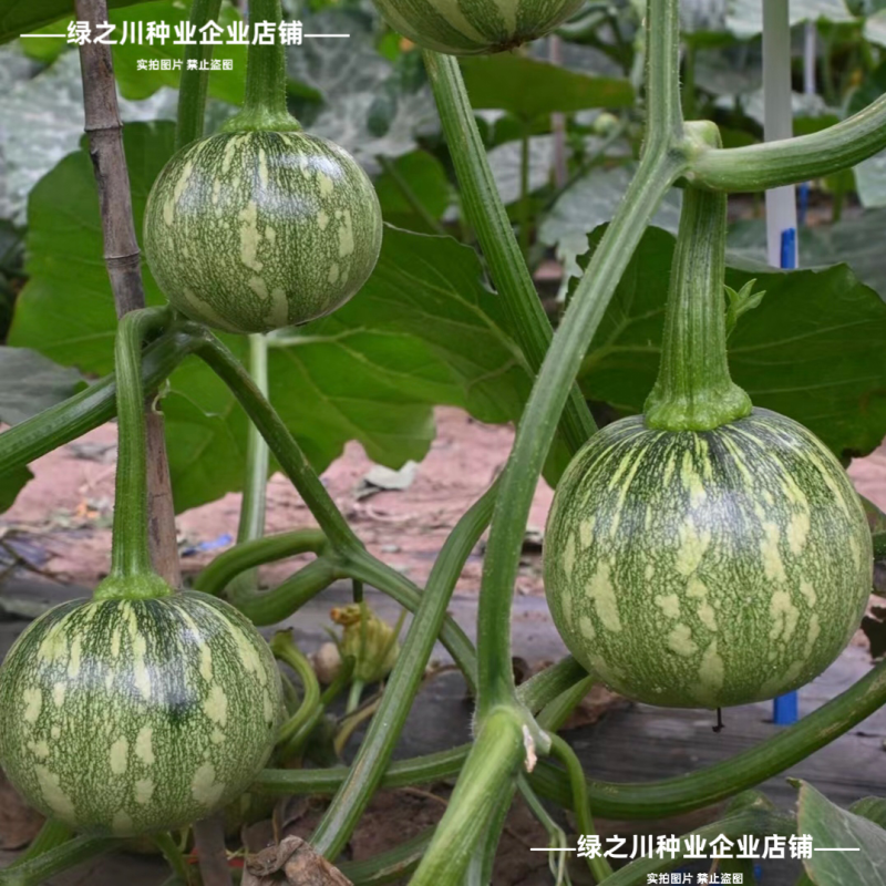德丰嫩6号嫩南瓜种子一串铃南瓜种子黄肉一串玲小南瓜籽早熟