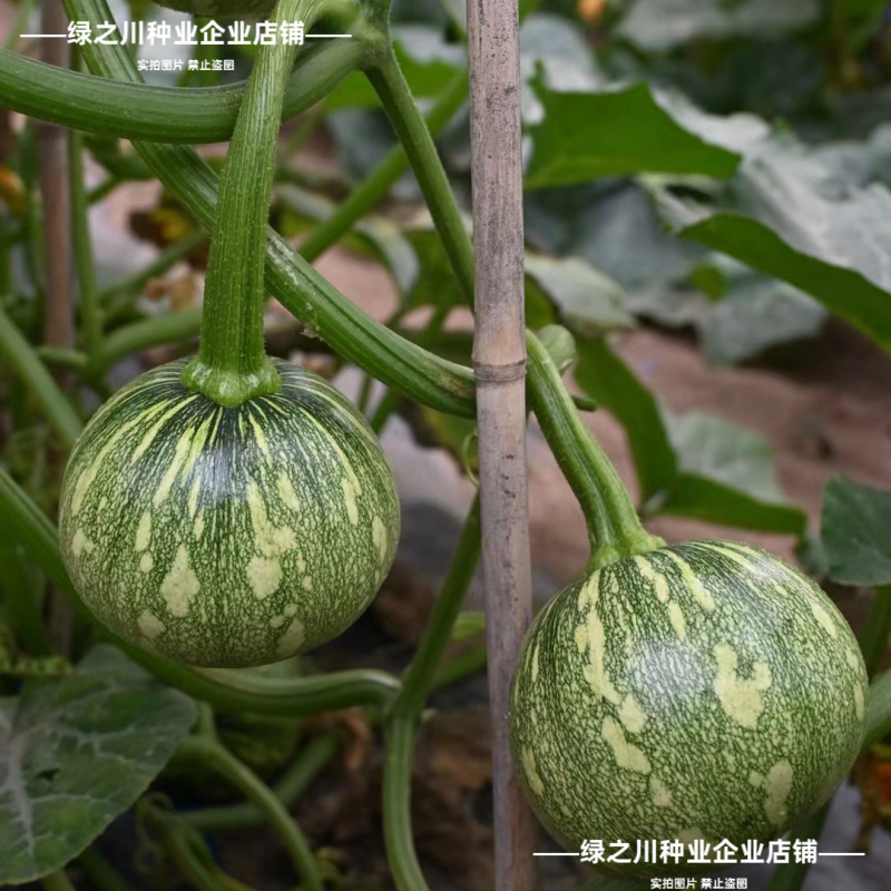 德丰嫩6号嫩南瓜种子一串铃南瓜种子黄肉一串玲小南瓜籽早熟