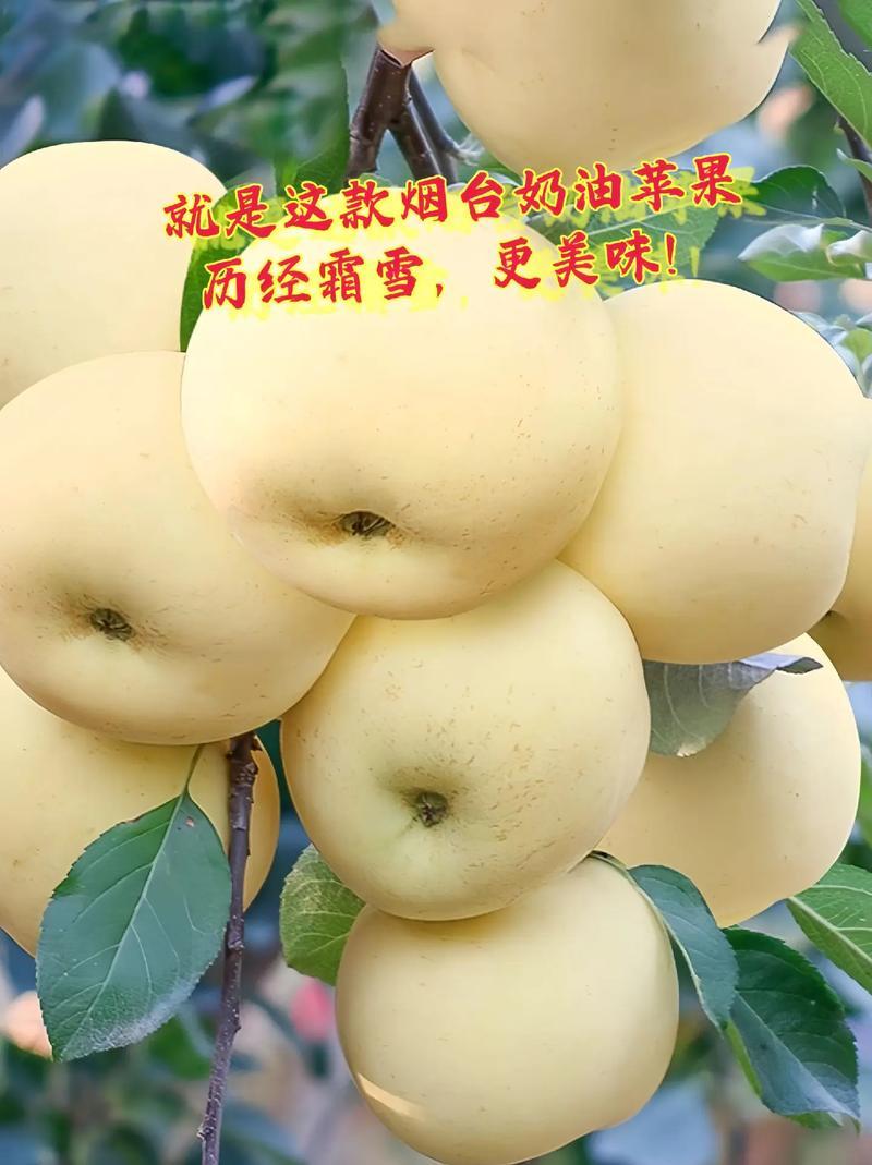 山东烟台奶油苹果新鲜水果4.5斤9斤酥脆黄色苹果脆甜