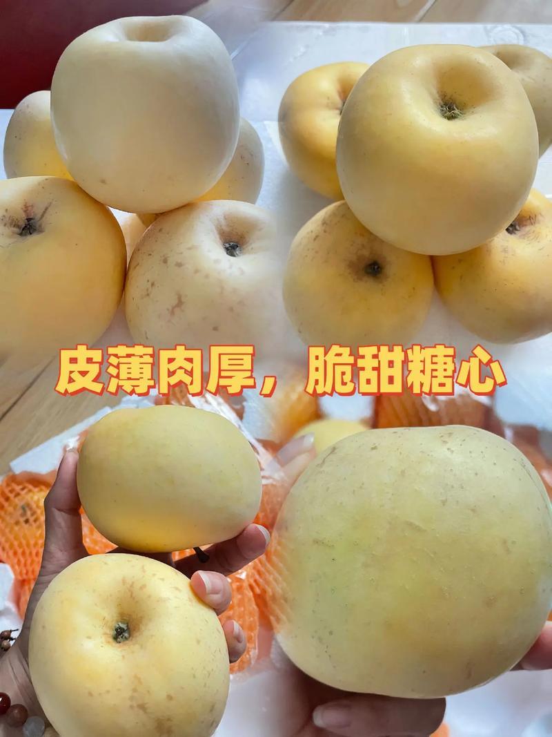 山东烟台奶油苹果新鲜水果4.5斤9斤酥脆黄色苹果脆甜