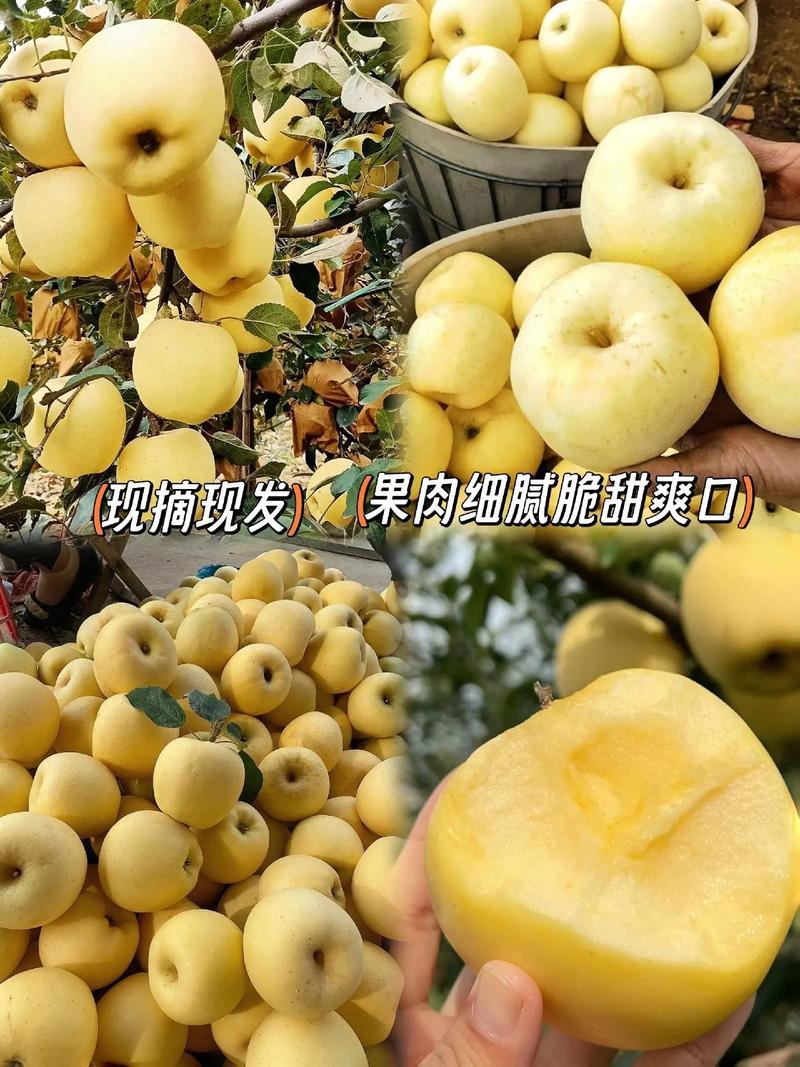 山东烟台奶油苹果新鲜水果4.5斤9斤酥脆黄色苹果脆甜