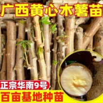 广西正宗黄肉黄心木薯苗高产四季板栗鸡蛋木薯华南9号